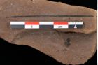 Foto (Detailansicht) von Pinus laricio Poiret (NHMW-GEO-2024-0188-0242)